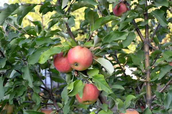 Malus Apfelbaum Schöne Frucht Abstrakten Hintergrund Der Natur Apfelfrüchte Rote — Stockfoto