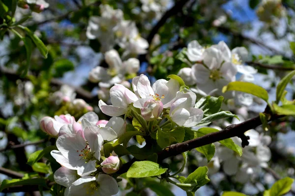 Malus Apple Tree Beautiful Floral Spring Abstract Background Nature Spring — Stockfoto