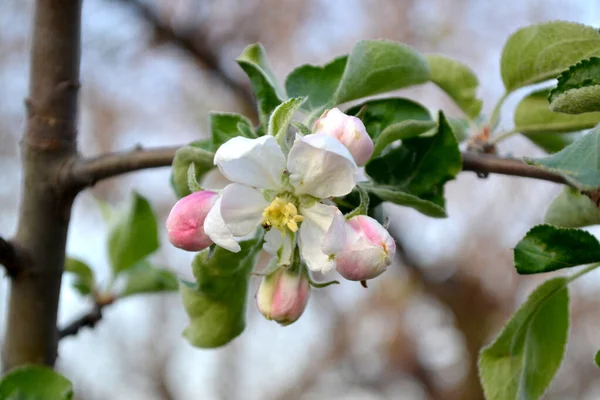 Malus Apple Tree Beautiful Floral Spring Abstract Background Nature Spring — Stockfoto