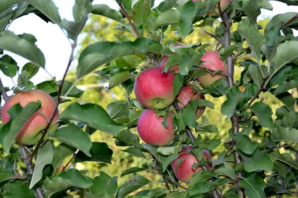 Schöne Frucht Abstrakten Hintergrund Der Natur Apfelfrüchte Sommerlandschaft Apfelbaum Malus — Stockfoto