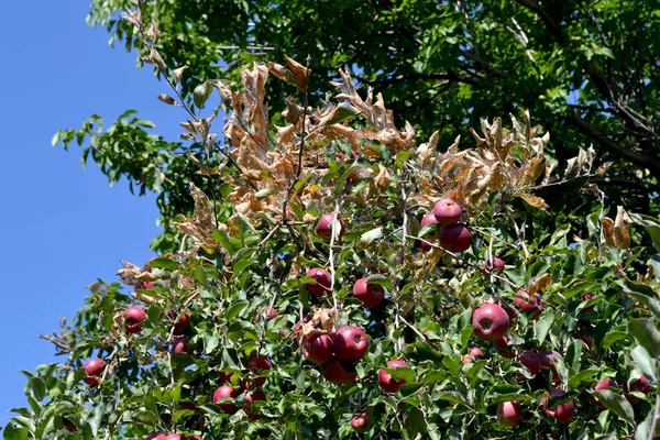 Apple tree. Malus. Summer abstract background of nature. Spider web on a Apple tree. Caterpillars. Pests on Apple tree branches. Summer, seasons