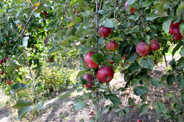 Apple Tree Malus Beautiful Fruit Abstract Background Nature Apple Fruit — Stock Fotó