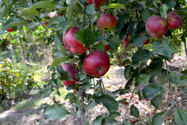 リンゴの木 マルス 自然の美しい果物の抽象的な背景 リンゴの実 夏の風景 ジューシーな甘い果物 好きな御馳走 赤い果実 — ストック写真