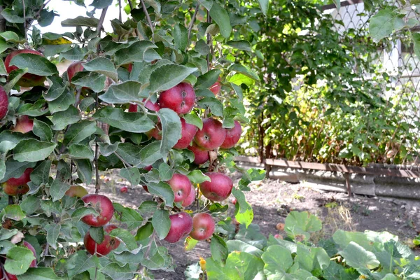 Apfelbaum Malus Schöne Frucht Abstrakten Hintergrund Der Natur Apfelfrüchte Sommerlandschaft — Stockfoto
