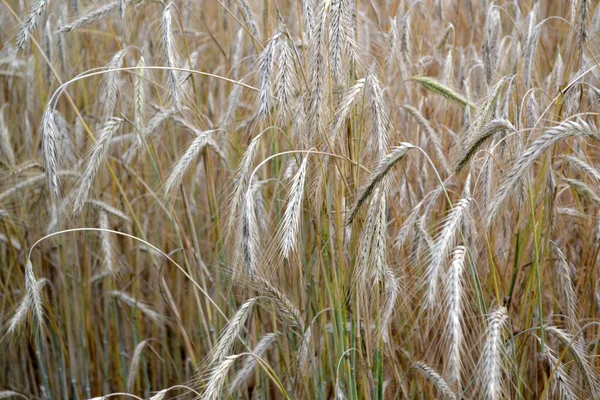 Hordeum Cereal Crops Barley Growing Bread Beautiful Herbal Abstract Background — Stock fotografie