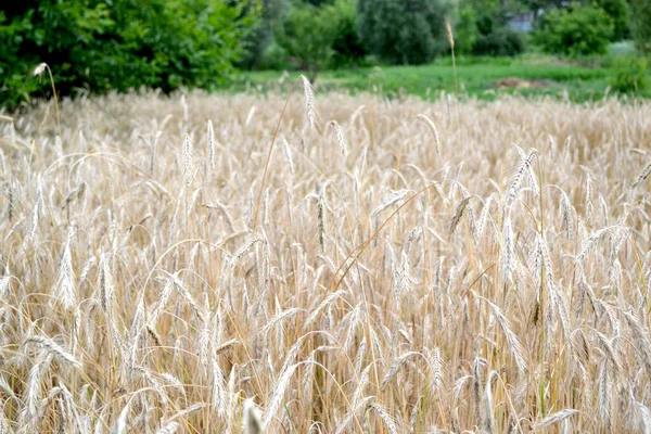 Barley 谷类作物 霍德姆 种植面包 美丽的草本抽象的自然背景 一年生草本植物 夏天的风景夏日 家庭花园 — 图库照片