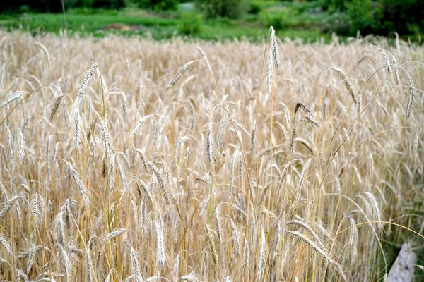 Barley 谷类作物 霍德姆 种植面包 美丽的草本抽象的自然背景 一年生草本植物 夏天的风景夏日 家庭花园 — 图库照片