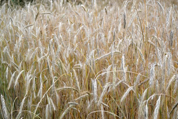 Хордеум Зерновые Культуры Барли Выращиваю Хлеб Красивый Травяной Абстрактный Фон — стоковое фото