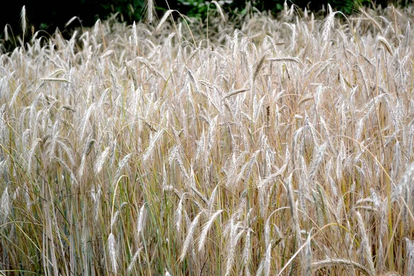 霍德姆 谷类作物 Barle Growing Bread 美丽的草本抽象的自然背景 一年生草本植物 夏天的风景夏日 家庭花园 — 图库照片