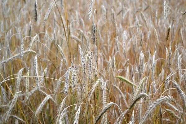 Hordeum Cereal Crops Barley Growing Bread Beautiful Herbal Abstract Background — Stock fotografie