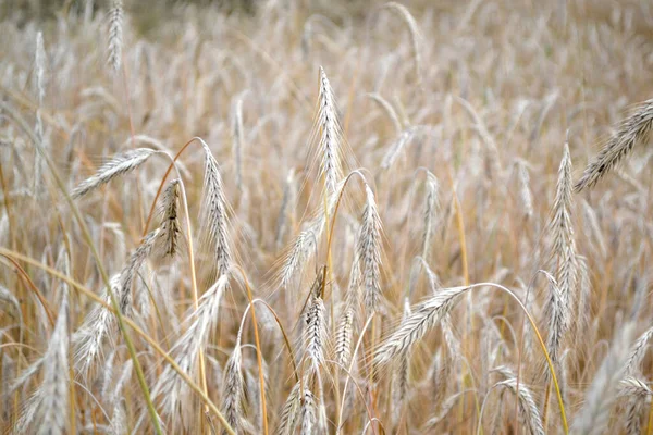 谷类作物 Barley 霍德姆 种植面包 美丽的草本抽象的自然背景 一年生草本植物 夏季风景 — 图库照片