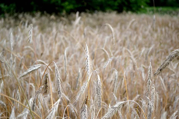 谷类作物 Barley 霍德姆 种植面包 美丽的天然草本植物背景 一年生草本植物 夏季风景 — 图库照片