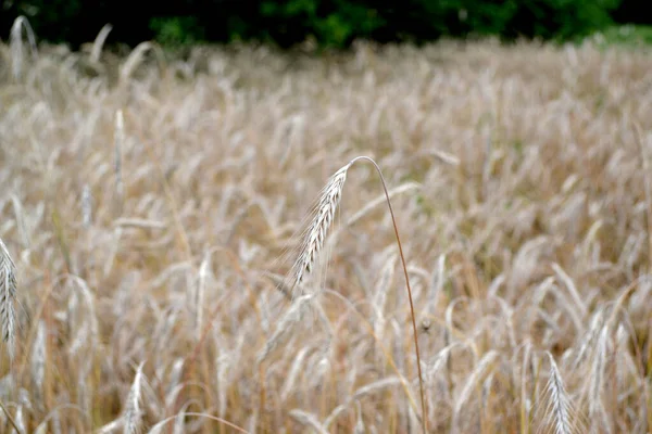 谷类作物 Barley 霍德姆 种植面包 美丽的草本抽象的自然背景 一年生草本植物 夏天的风景夏天 — 图库照片