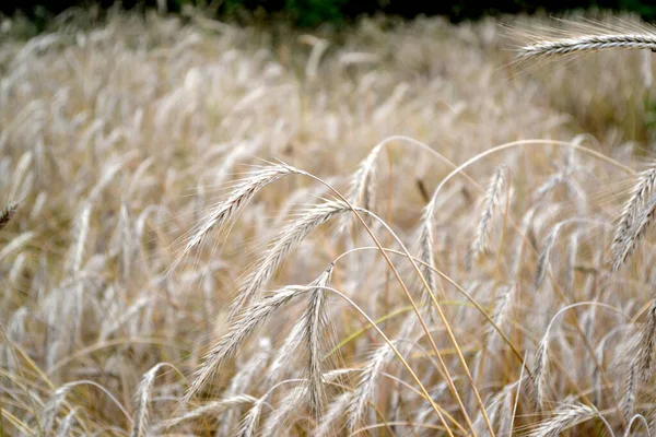 谷类作物 Barley 霍德姆 种植面包 美丽的草本抽象的自然背景 一年生草本植物 夏天的风景夏日 自家花园 — 图库照片