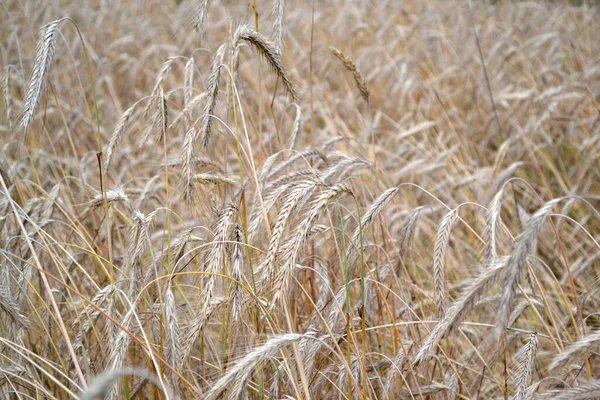 Cereal Crops Barley Hordeum Growing Bread Beautiful Herbal Abstract Background — Foto Stock