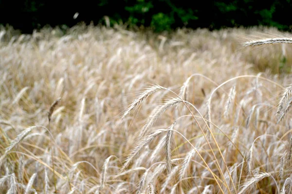 谷类作物 Barley 霍德姆 种植面包 美丽的草本抽象的自然背景 一年生草本植物 夏天的风景夏日 — 图库照片
