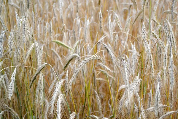 Barley Cereal Crops Hordeum Growing Bread Beautiful Herbal Background Nature — Stock fotografie