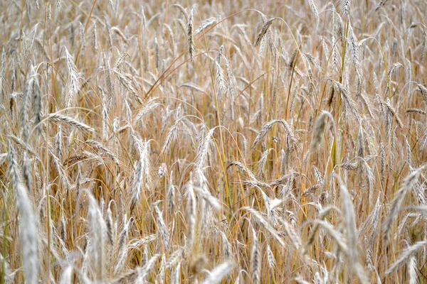 Barley 谷类作物 霍德姆 种植面包 美丽的草本抽象的自然背景 一年生草本植物 夏季风景 — 图库照片