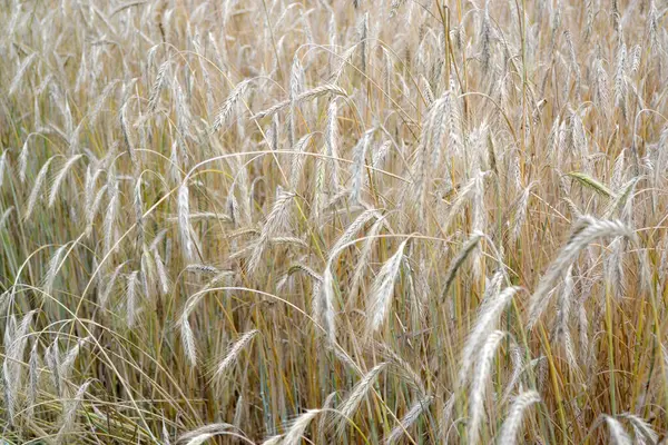Barley Cereal Crops Hordeum Growing Bread Beautiful Herbal Abstract Background — Stock fotografie