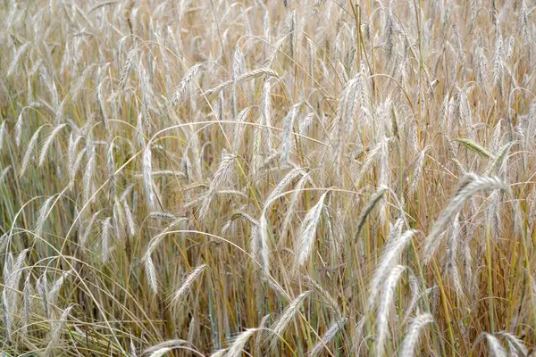 Gerste Getreide Hordeum Brot Anbauen Schöne Pflanzliche Abstrakte Hintergrund Der — Stockfoto