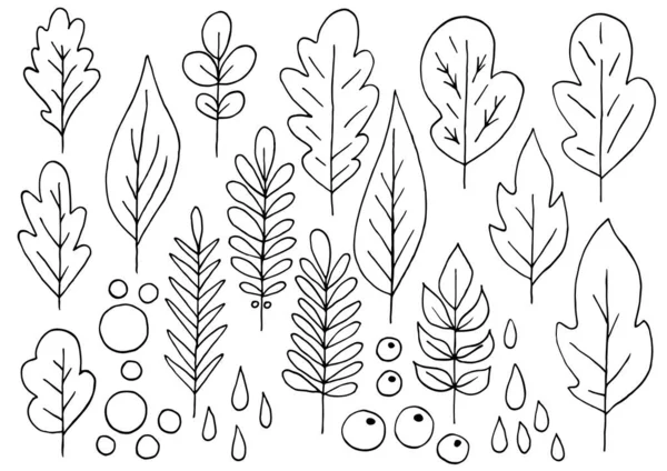 Коллекция Декоративных Листьев Монохромные Элементы Вашего Дизайна Листья Деревьев Цветы — стоковый вектор