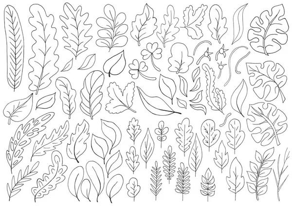 Большая Коллекция Монохромных Листьев Векторные Элементы Вашего Дизайна Листья Чудовищ — стоковый вектор