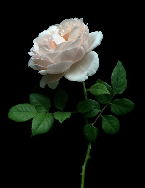 Hermosa Rosa Sobre Fondo Negro Para Día San Valentín Utilizado —  Fotos de Stock