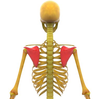 İnsan iskelet kürek kemikleri