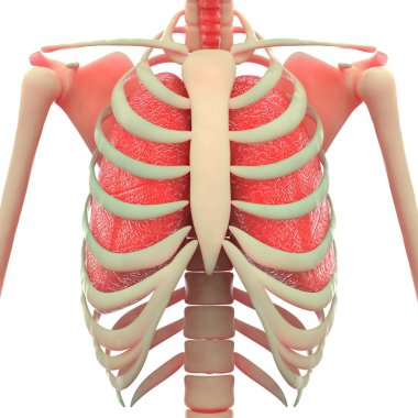 Human Skeleton with Lungs clipart