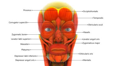 Human Face Muscles clipart