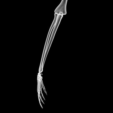 Parmak eklemleri diz eklemi ile