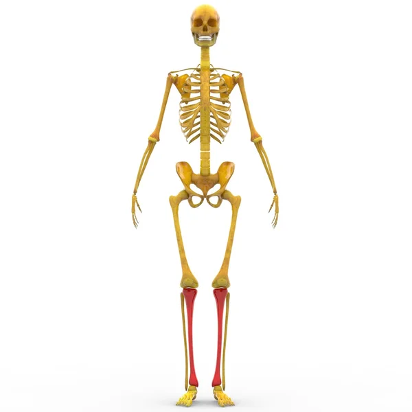 Human Skeleton Tibia Bones — Stock Photo, Image