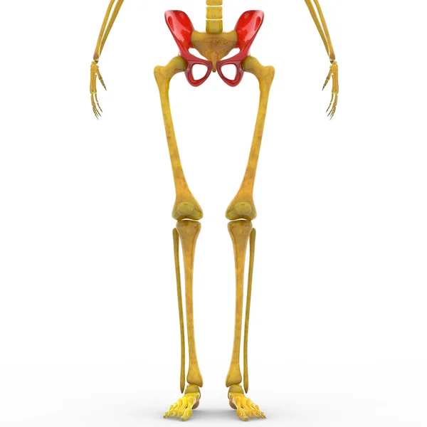 Human Skeleton Ilium — Stock Photo, Image