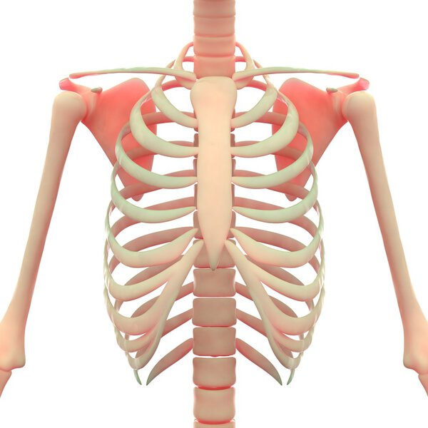 Human Ribs with Scapula