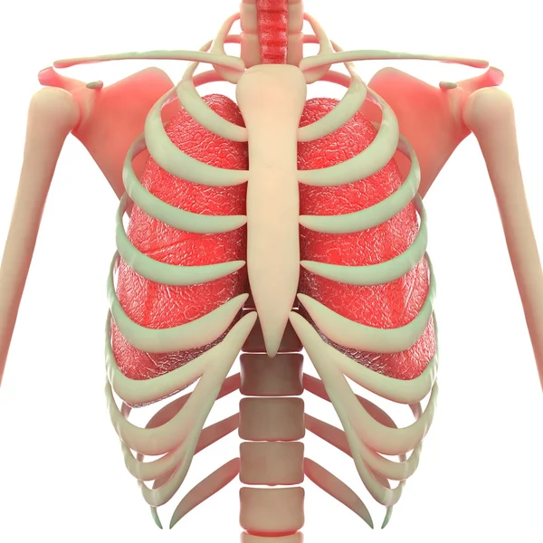Squelette humain avec poumons — Photo