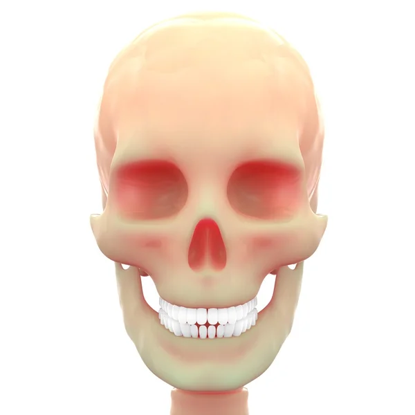 Ludzki szkielet czaszka — Zdjęcie stockowe