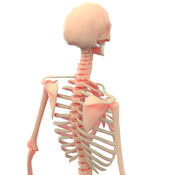 Lidské kostry bolesti kloubů — Stock fotografie