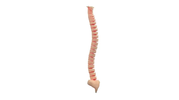 Midollo spinale con sacro — Foto Stock