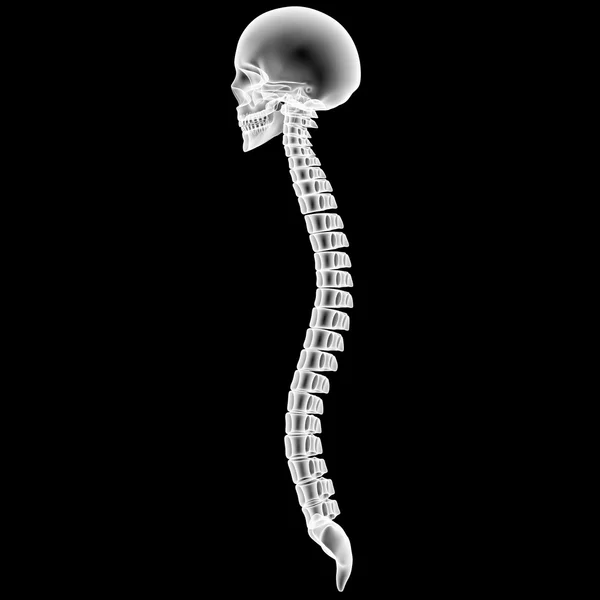 Ανθρώπινο σκελετό κρανίο με την σπονδυλική στήλη — Φωτογραφία Αρχείου