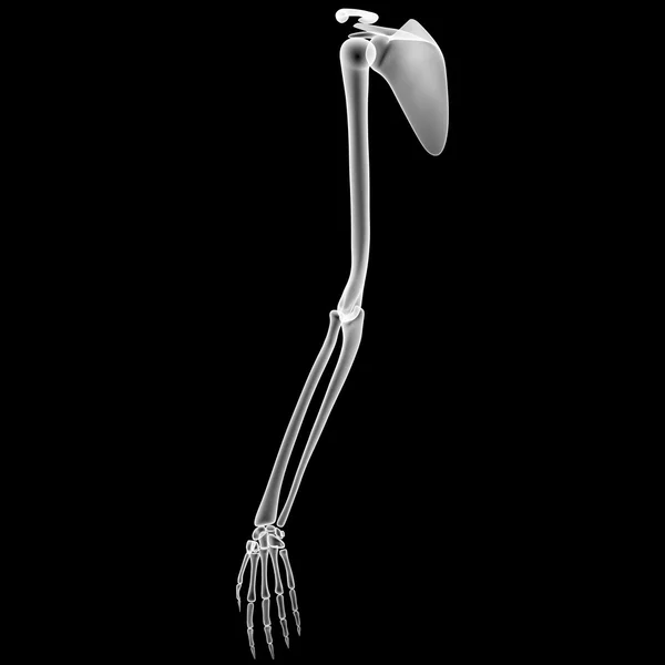 Ανθρώπινο σκελετό αντίθετα από κοινού — Φωτογραφία Αρχείου