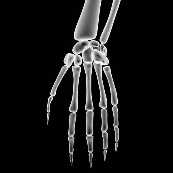 Human Skeleton Finger Joints — Stock Photo, Image