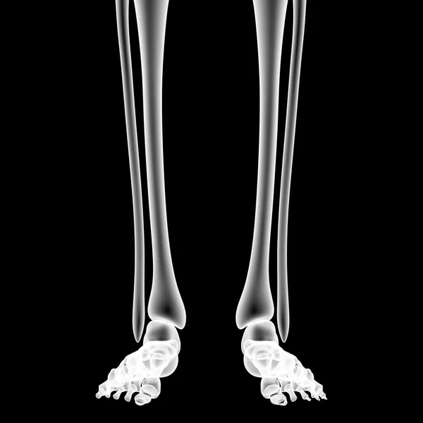 人类的骨架腿部关节 — 图库照片