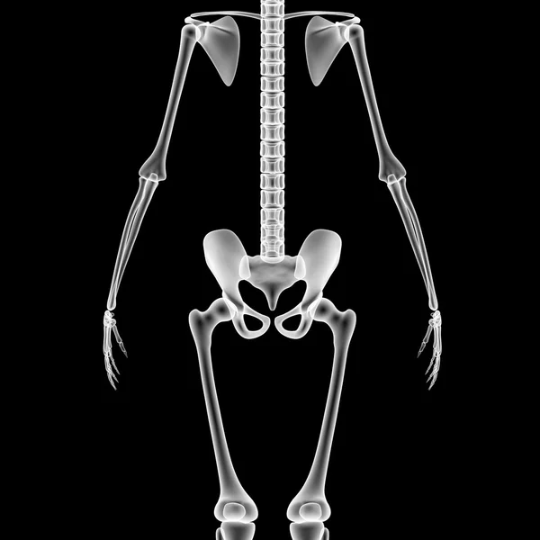 Sistema de esqueleto humano — Fotografia de Stock