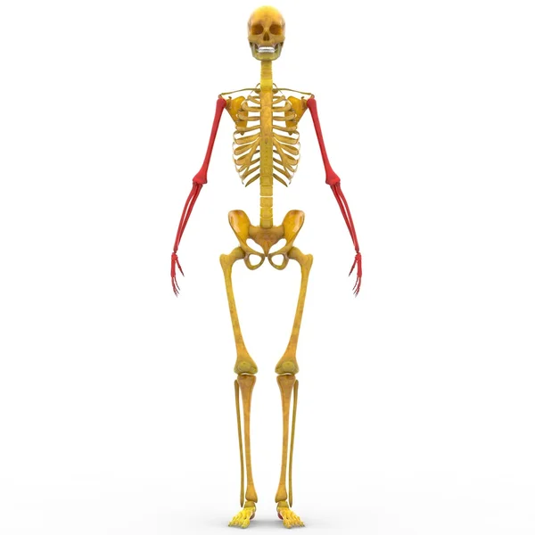 Humerus, Radius und Ulnenknochen des menschlichen Skeletts — Stockfoto