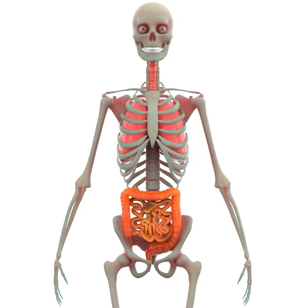 Human Skeleton Lungs, Large and Small Intestine — Stock Photo, Image
