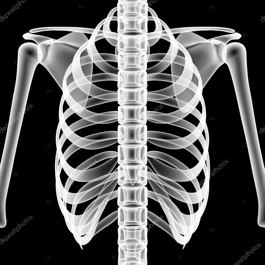 грудная клетка человека рентген. грудная клетка скелет рентген. рентген органов грудной клетки. грудная клетка человека рентген. грудная клетка человека рентген.