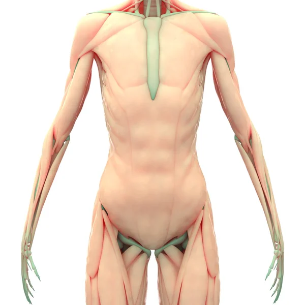 Cuerpo muscular humano con esqueleto — Foto de Stock