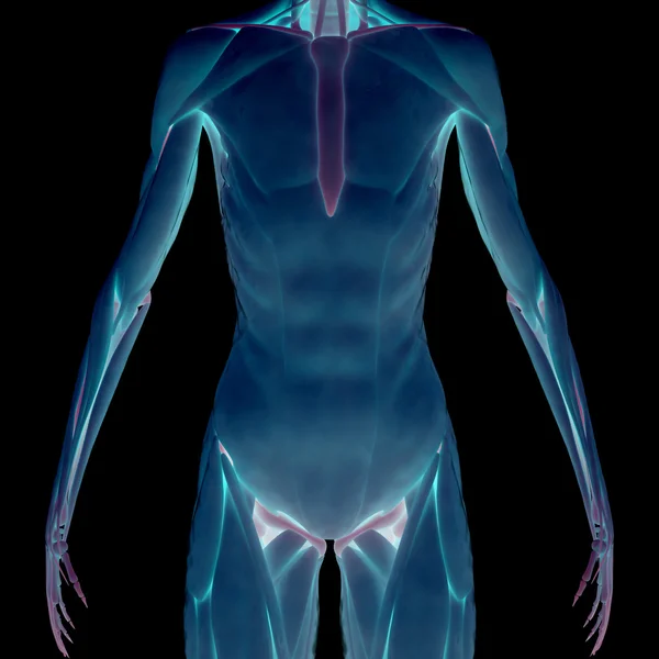 İnsan kas vücut iskeleti ile — Stok fotoğraf