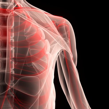 İnsan kas vücut iskeleti ile