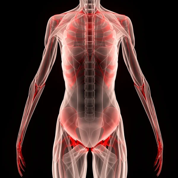 Человеческое мышечное тело со скелетом — стоковое фото
